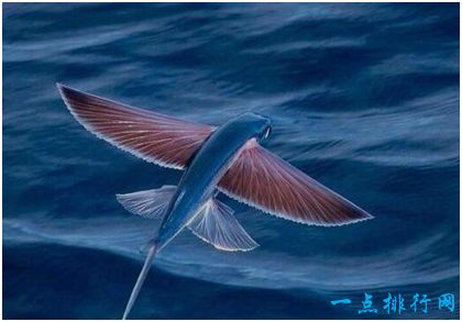 世界上飞的最远的鱼，飞鱼拥有翼状胸鳍，能在水面滑翔400多米