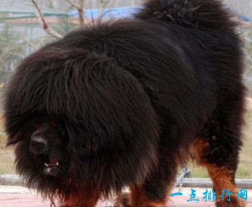 世界上最大的藏獒王 站立高度为1.8米