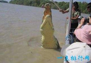 世界上最大的鳄鱼 “洛龙”体长约6.17米