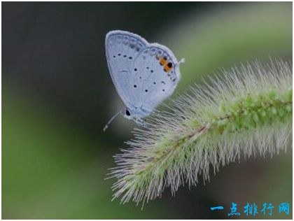 世界上最小的蝴蝶，小灰蝶翅展仅13毫米