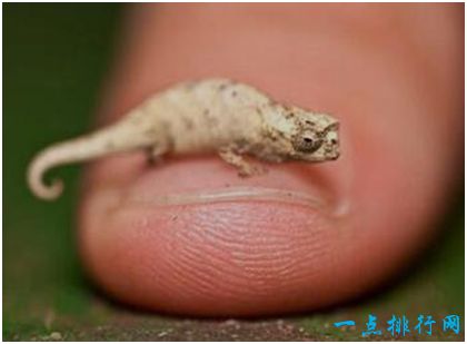 世界上最小的变色龙，迷你变色龙身长不到3厘米，仅有指甲盖大小