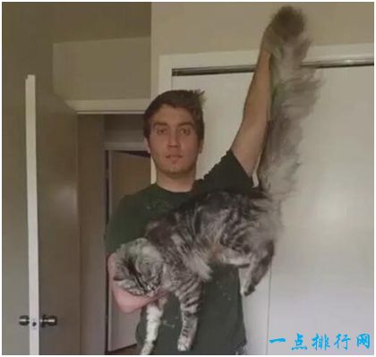 世界上尾巴最长的猫，两岁时尾长达到44.66厘米​
