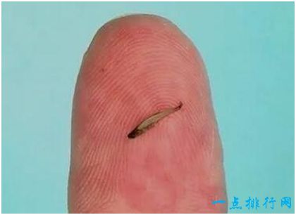 ​世界上最小的鱼，胖婴鱼体长7毫米，没有一个手指头宽