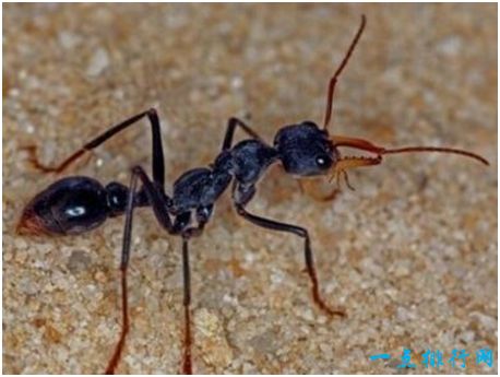 世界上最毒的蚂蚁，牛头犬蚁的毒液能在几分钟内致人死亡