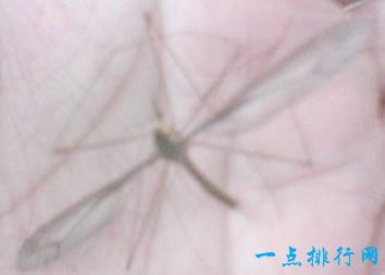 世界上最大的蚊子 现存的巨蚊体型可怕