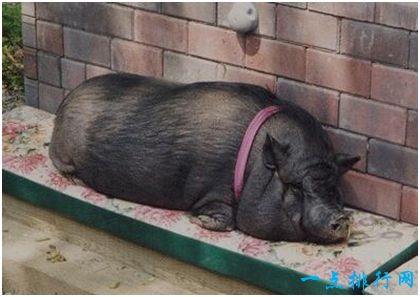 世界上最长寿的猪，活到了23岁，高出平均寿命两倍多