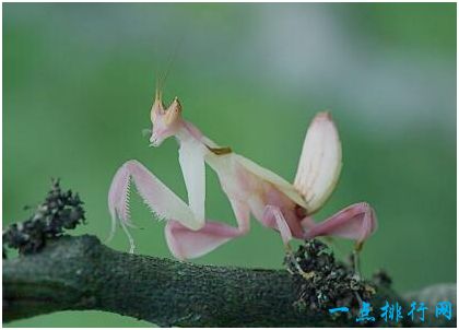 世界上最美的螳螂，兰花螳螂外形极像兰花，是伪装高手
