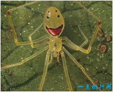 世界上最可爱的蜘蛛，笑脸蜘蛛身体上有萌萌的笑脸图案