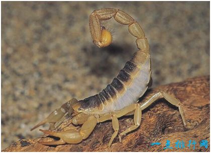 世界上最毒的蝎子，巴勒斯坦毒蝎的毒液能致人死亡