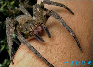 世界上最毒的蜘蛛，巴西游走蛛能够咬人致死，喜欢主动攻击人