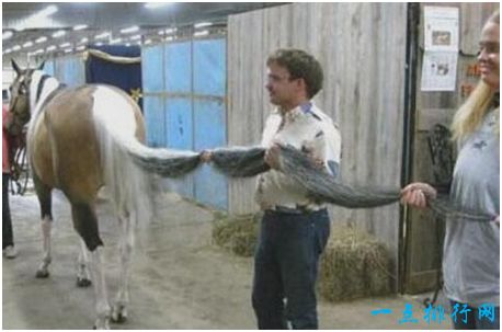 世界上尾巴最长的马，尾巴长3.81米，比一般马尾的三倍还多