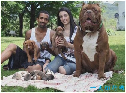 世界最大斗牛犬 站立时身高超过成人