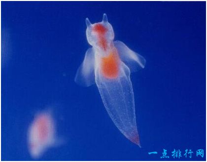 世界上最神奇的动物，冰海小精灵全身透明，漂浮时像天使