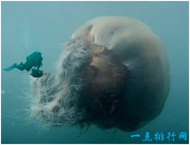 世界上最大的水母 越前水母伞盖直径达3米 可食用