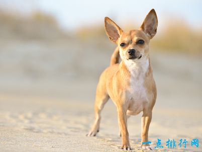 寿命最长的狗 有活了30岁的狗狗