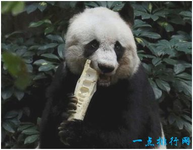 世界上最长寿的大熊猫 活了38岁相当于人类110岁