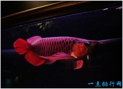 世界上最贵的观赏鱼 血红龙卖出500万元的高价