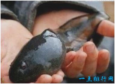 世界上最大的蝌蚪 身长25厘米长成蛙后体型变小