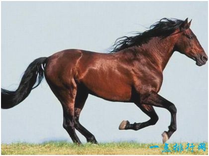 世界上跑得最快的马 纯血马速度达19米/秒 堪称短跑界的神话
