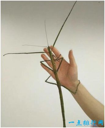 世界上最长的昆虫 竹节虫长达0.62米与成人手臂相当