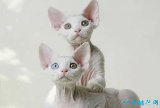 世界十大宠物猫排名 最珍贵的品种猫