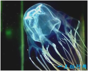 世界上最毒的生物 一只箱水母能致60位成年人死亡