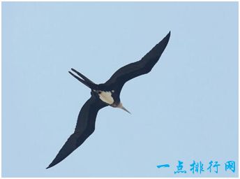 世界上飞的最快的鸟 军舰鸟速度可达418公里/小时 快过高铁