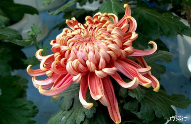 菊花的品种有哪些 菊花十大常见品种大全