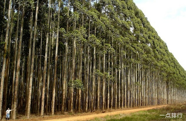 世界上生长速度最快的植物 杂交杨树每年可以生长十英尺