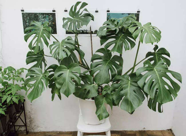 室内最好养植物排名 好看又好养
