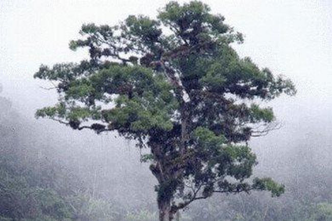 世界上最长寿的树排名 世界上最长寿的树都有哪些