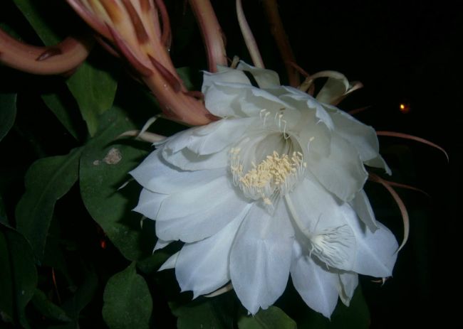 十朵在夜晚盛开的最美丽花朵 茉莉花位居榜首