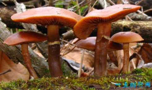 全球十大最致命的蘑菇   见到千万要远离!