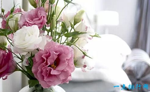 世界上最贵的花 最美“昙花”无价