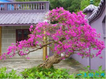 世界上最敏感的树 紫薇树怕痒碰一下就会颤抖不已