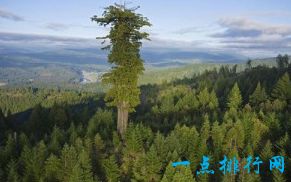 世界上最高的树  有156米高的树