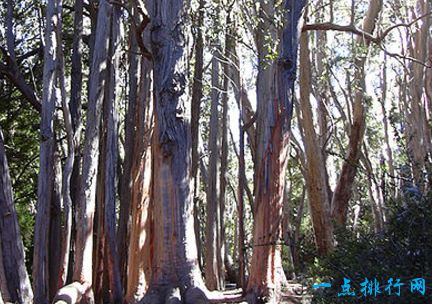 世界上最大的树 雪曼将军树体积约为1487立方米