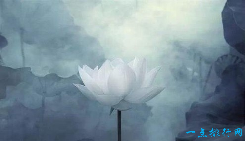 世界上最纯洁的花 可远观而不可亵玩焉