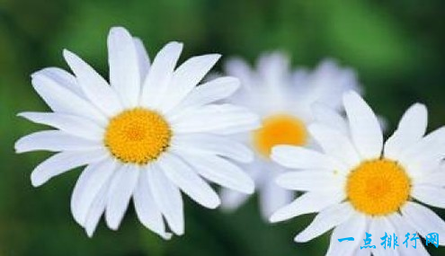 世界上最与世无争的花 堪称花中隐士