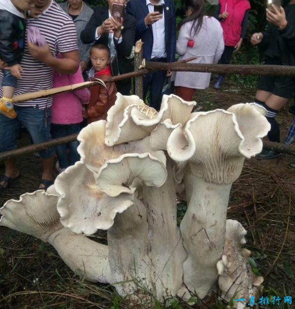 世界上最大的蘑菇 100斤重的蘑菇真是长见识了！