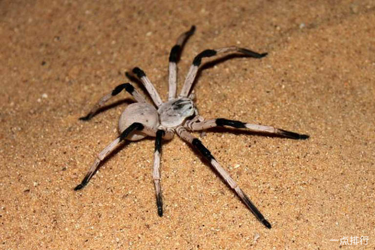 世界上体型最大的蜘蛛 巨型鸟食狼蛛排第一