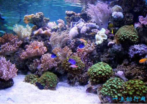 世界上最大的海 珊瑚海接近半个中国那么大