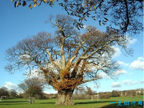 世界上最粗的树 百骑大栗树周长55米