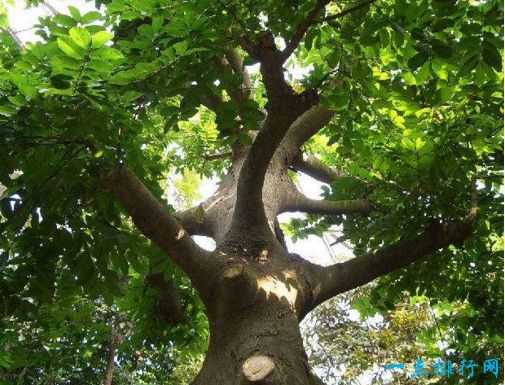 世界最毒的树木 箭毒木见血封喉堪称死亡之树