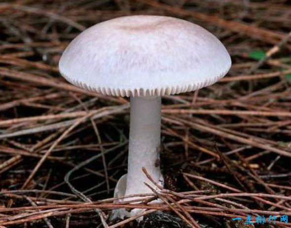 世界上最毒的蘑菇 外貌人畜无害毒性却无药可救