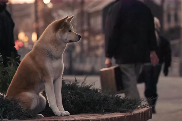 十大经典狗狗电影 忠犬八公上榜第四相当温馨