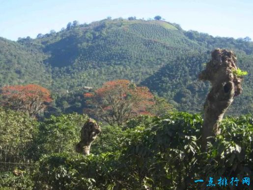 世界十大咖啡生产国 巴西位居榜首