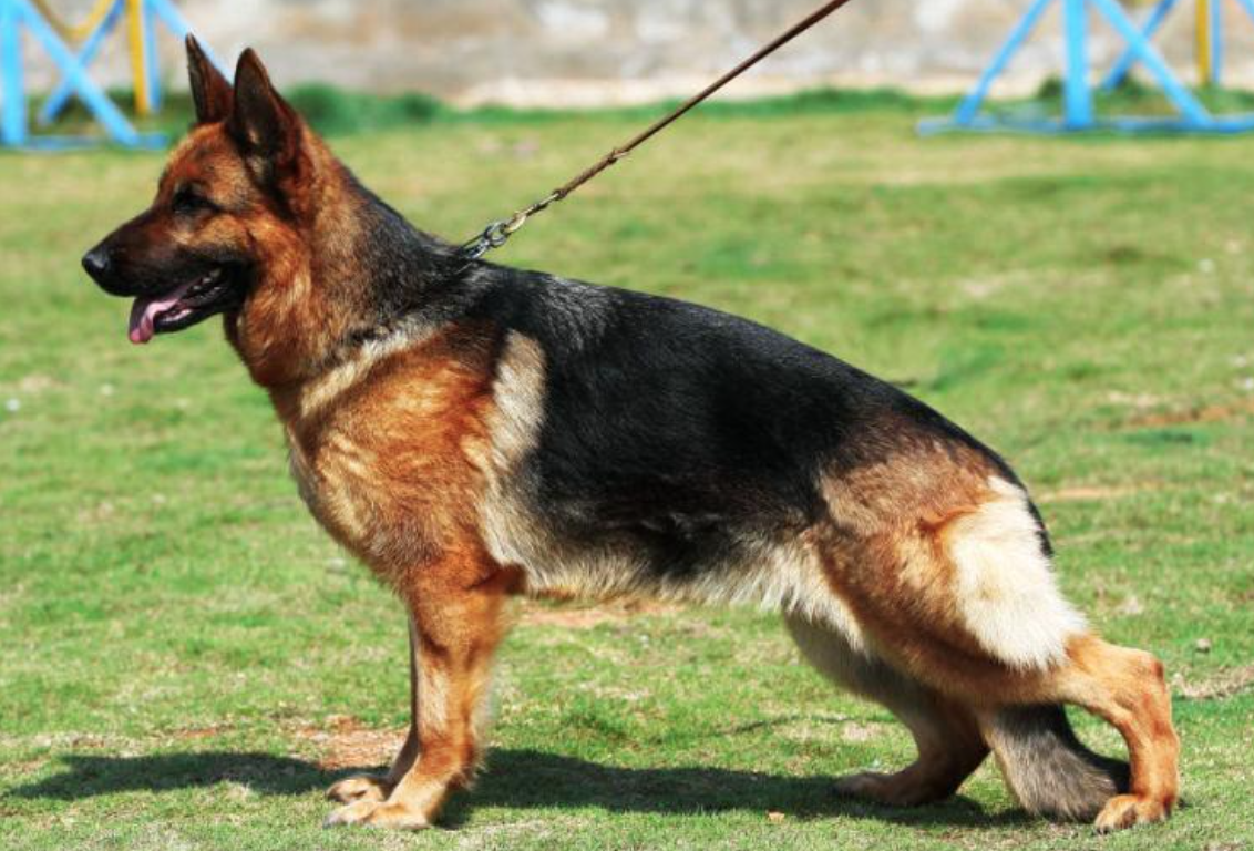 什么狗狗最适合做警犬？十种适合做警犬的狗狗排行榜