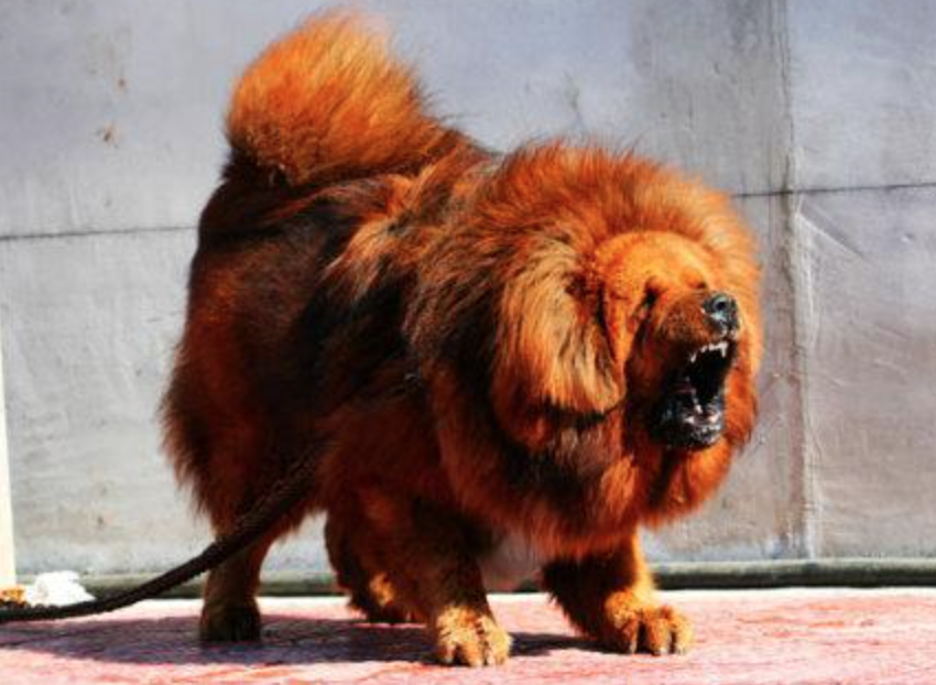 【图】世界十大最凶猛的狗狗排行榜：中国藏獒排名第一