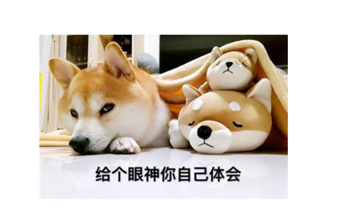 柴犬的智商究竟怎么样？了解一下柴犬的智商